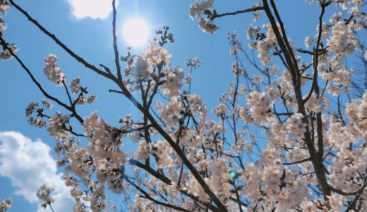 ののちゃんの二十四節気のおはなし〜清明〜