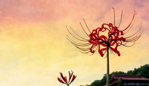 ののちゃんの二十四節気のおはなし〜白露〜