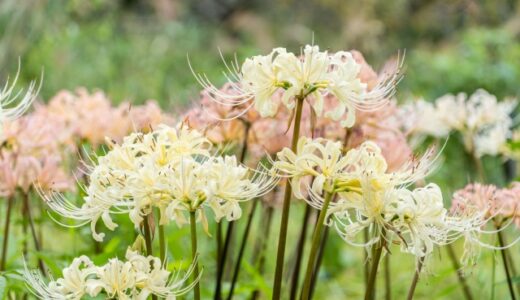 ののちゃんの二十四節気のおはなし〜秋分〜