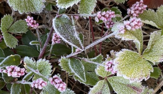 ののちゃんの二十四節気のおはなし〜霜降〜