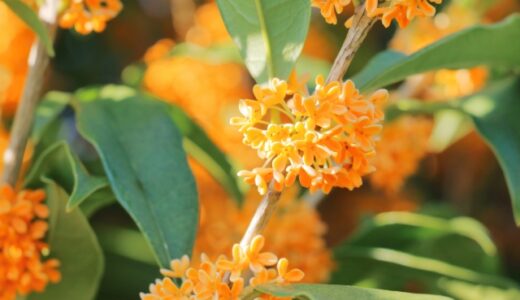 ののちゃんの二十四節気のおはなし〜寒露〜