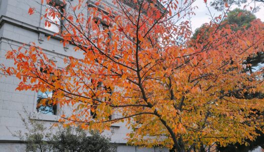 ののちゃんの二十四節気のおはなし〜小雪〜
