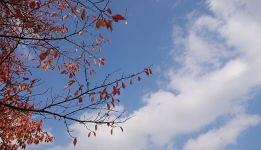 ののちゃんの二十四節気のおはなし〜立冬〜