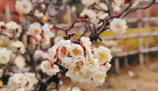 ののちゃんの二十四節気のお話～立春～