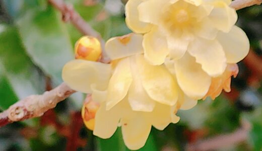 ののちゃんの二十四節気のお話～啓蟄～