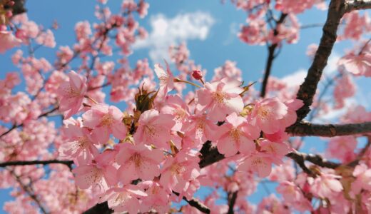 ののちゃんの二十四節気のお話～春分～